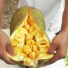 bibit nangka cempedak varietas unggul Bitung