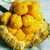 bibit nangka cimpedak okulasi nangka cimpedak Jawa Barat