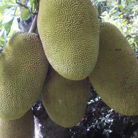 bibit nangka jumbo Kotamobagu