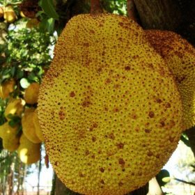 bibit nangka kandel Dumai