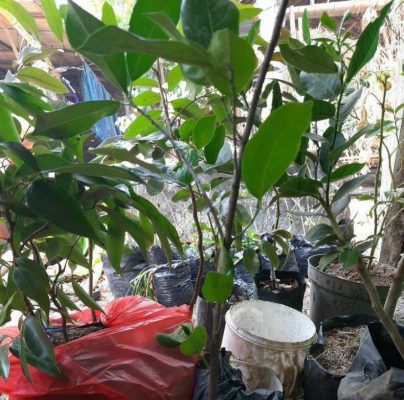 Bibit Nangka Madu Berbunga Okulasi Banggai