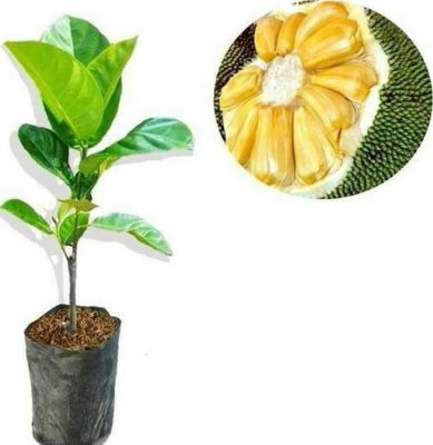 bibit nangka madu Sumatra Barat