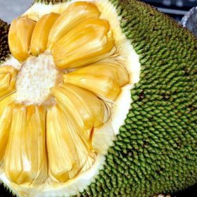 Bibit Nangka Madu Tanaman Buah Malang