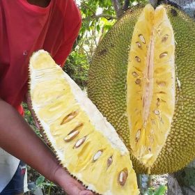 bibit nangka Mataram