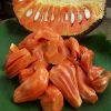 bibit nangka merah bibit tanaman buah unggul murah bergaransi Batam