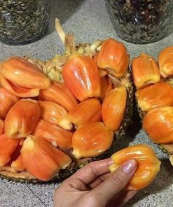 bibit nangka merah bibit tanaman buah unggul murah bergaransi Sumatra Selatan