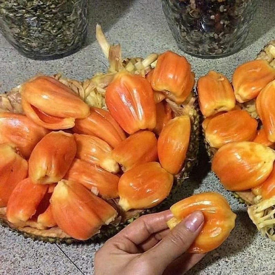 Gambar Produk bibit nangka merah bibit tanaman buah unggul murah bergaransi Sumatra Selatan