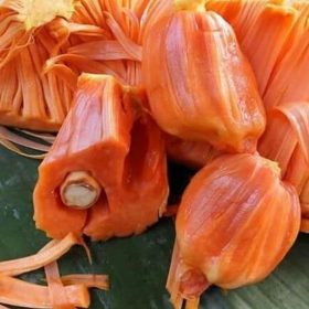 bibit nangka merah Kota Administrasi Jakarta Pusat