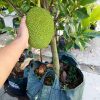bibit nangka merah okulasi Madiun