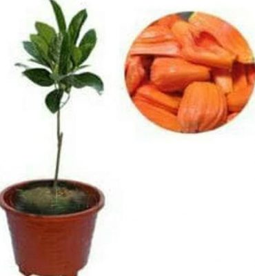 Bibit Nangka Merah Tanaman Lapak Terbaik Jakarta Pusat