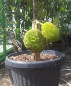 bibit nangka mini benih pohon tanaman buah okulasi unggul bisa untuk tabulampot taman Langsa