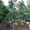 Bibit Nangka Mini Pohon Buah Kuning Cepat Berbuah Konawe Kepulauan