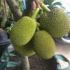 bibit nangka mini Sumatra Utara