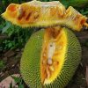 bibit nangka mini super unggul Manado