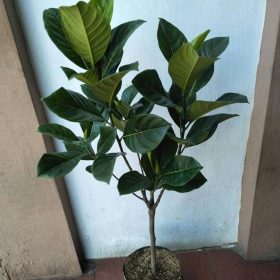 bibit nangka mini super unggul Tasikmalaya