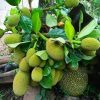 bibit nangka mini unggul Bekasi