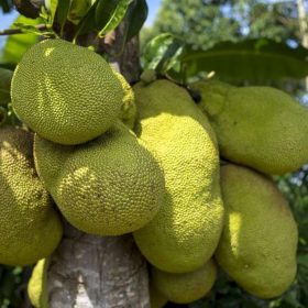 bibit nangka sayur okulasi Sukabumi