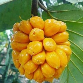 bibit nangka super unggul Jakarta