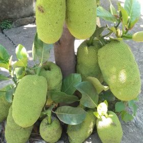 bibit nangka unggul Jakarta