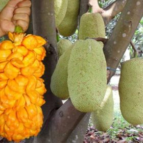 bibit nangkadak nangka cempedak Blitar