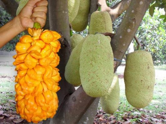 bibit nangkadak nangka cempedak Blitar