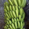bibit pisang ambon warangan unggul cepat berbuah Banjarmasin
