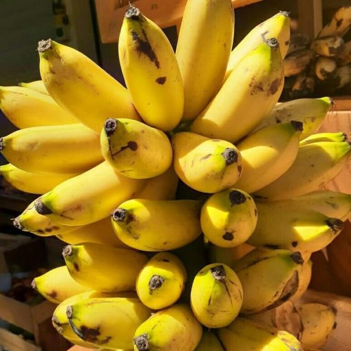 bibit pisang barlin super Sulawesi Tenggara