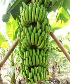 bibit pisang cavendish grade a Sumatra Barat