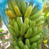 bibit pisang cavendish kuning dongkelan besar anakan Tomohon