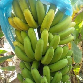 bibit pisang cavendish kuning dongkelan besar anakan Tomohon