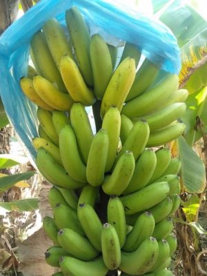 bibit pisang cavendish kuning dongkelan besar anakan Tomohon