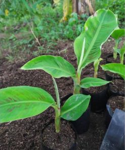 bibit pisang cavendish kuning Sumatra Selatan