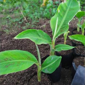 bibit pisang cavendish kuning Sumatra Selatan