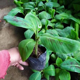 bibit pisang cavendish kuning sunpride unggulan Jawa Barat