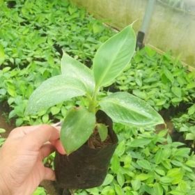 bibit pisang cavendish super dwarf Bangka Belitung