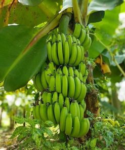 bibit pisang cavendish super Lampung