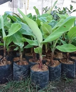 bibit pisang cavendish tanaman buah Jayapura