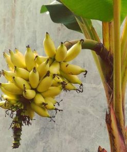 bibit pisang mas kirana bibit pisang mas bibit pisang Banjar