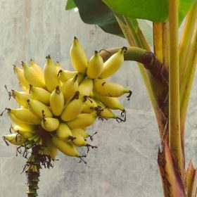 bibit pisang mas kirana bibit pisang mas bibit pisang Banjar