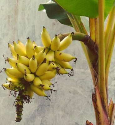 bibit pisang mas kirana bibit pisang mas bibit pisang Banjar