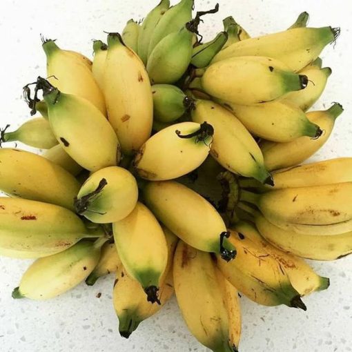 bibit pisang mas kirana bibit pisang mas bibit pisang Kota Administrasi Jakarta Selatan