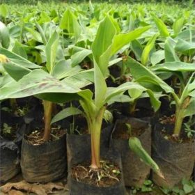 Bibit Pisang Sunpride Pohon Cavendish Bandung Barat