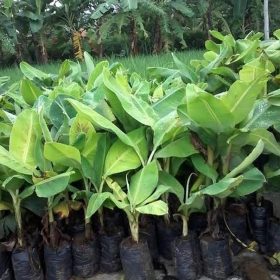 Bibit Pisang Tanduk Super Deiyai