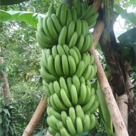 bibit pisang unggul bibit pisang hibrida cavendish filipina Banten