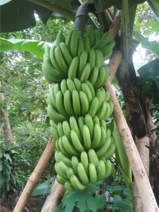 bibit pisang unggul bibit pisang hibrida cavendish filipina Banten