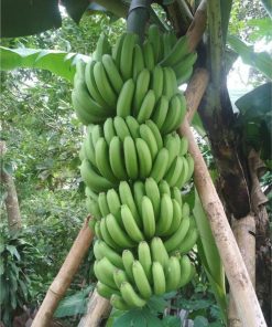 bibit pisang unggul bibit pisang hibrida cavendish filipina Jambi