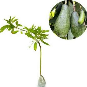 bibit pohon alpukat aligator super unggul Pariaman