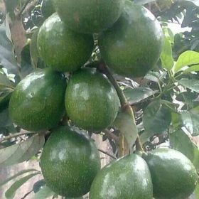 Bibit Pohon Alpukat Mentega Buah Super Sumba Timur