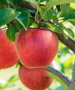 bibit pohon apel anna cepat berbuah termurah Langsa
