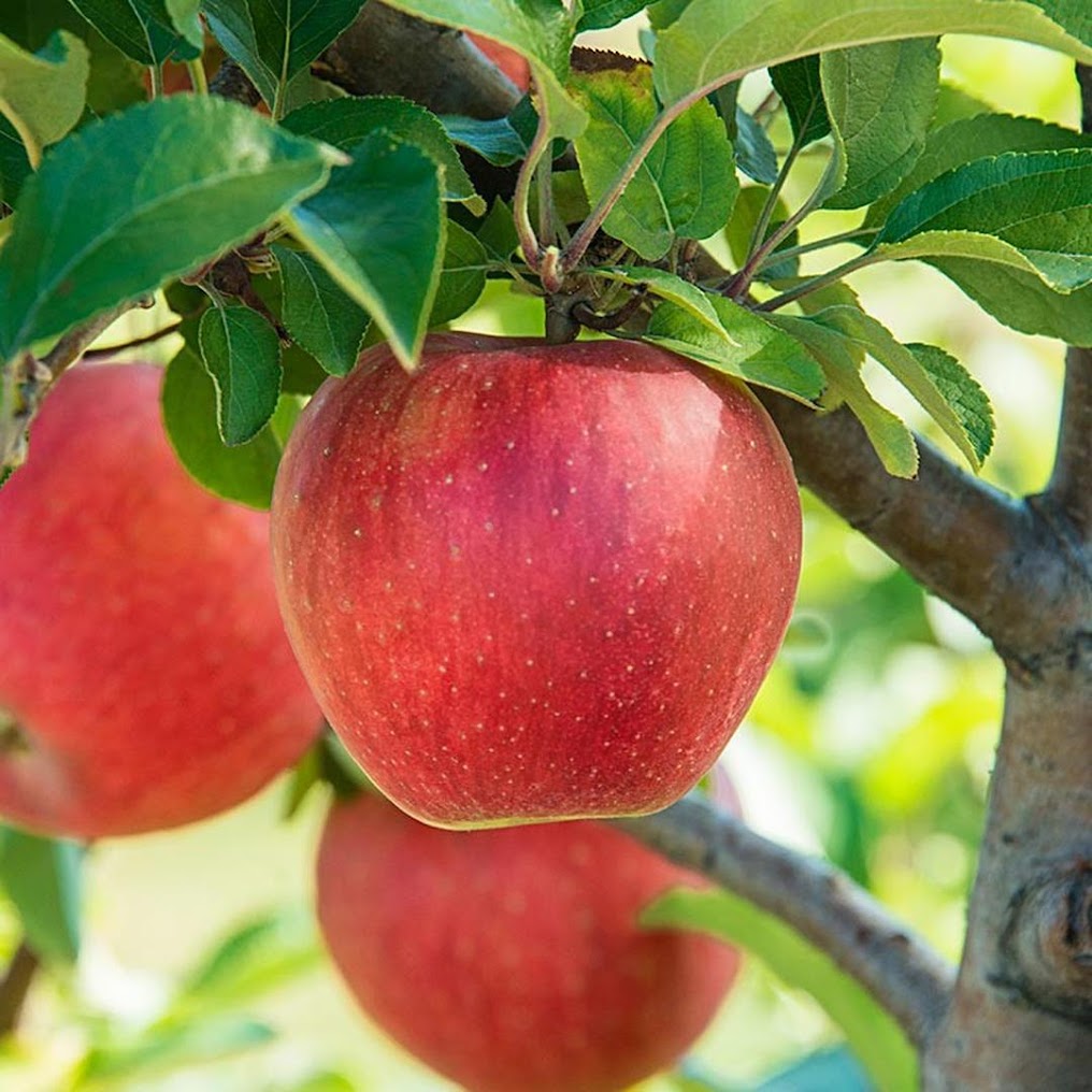 Gambar Produk bibit pohon apel anna cepat berbuah termurah Langsa